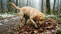 6 odori che fanno impazzire i cani: perché adorano le carcasse