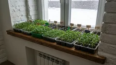  Perché questi fiori dovrebbero essere seminati come piantine a gennaio? Un elenco di fiori da seminare a gennaio!