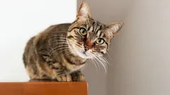 Come capire se il tuo gatto ti considera un porto sicuro: 6 semplici test