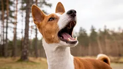 Questi cani hanno stravolto il sistema: quali razze non sanno affatto abbaiare