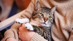 Quando i gatti invecchiano e come la loro età differisce da quella dei cani