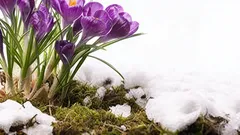 Errori dei giardinieri principianti: cosa non fare a marzo?