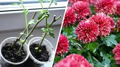 Come propagare le crisantemi: talea dei fiori in primavera