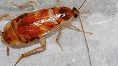 I primi segni di un'infestazione di scarafaggi e cosa fare al riguardo