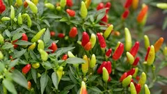 Il peperone perfetto: perché non bisogna densificare le piantagioni e a quale distanza piantarle effettivamente