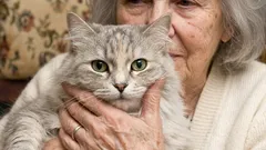 A quanto pare, le persone di età superiore ai 65 anni dovrebbero prestare attenzione quando decidono di prendere un gatto, ed ecco perché.