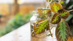 20 piante da appartamento che è più facile strappare che comprare