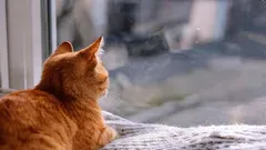 Come fanno i gatti a capire che il padrone sta per tornare a casa?