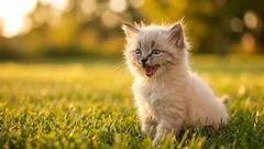 Perché quando il padrone si rivolge al gatto, spesso questo risponde miagolando?