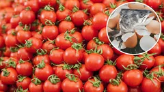 Perché vale la pena mettere teste di pesce e gusci d'uovo sotto le radici dei pomodori? 5 passi per coltivare pomodori con successo.
