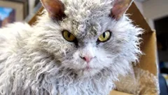 Come conquistare la fiducia di un gatto: segnali tranquilli che funzionano anche in appartamento