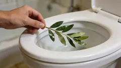 Perché le casalinghe esperte mettono una foglia di alloro nel water per tutto il giorno: un curioso trucchetto che pochi conoscono