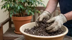 Perché non butto via la vecchia terra dai vasi