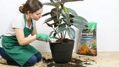 Piante che necessitano di un cambio obbligatorio annuale del terreno. Non perdete questa occasione in primavera!