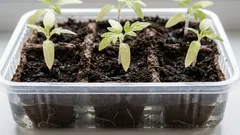 Germogli delicati: come innaffiare le piantine affinché non si formi una crosta sulla superficie