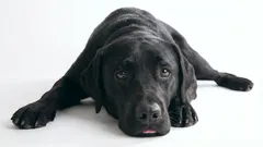 9 comportamenti che provocano rabbia e risentimento nel cane nei confronti del padrone: cosa non fare se volete il bene del vostro cane